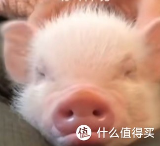 除猫狗以外的萌宠推荐，你会养哪个？