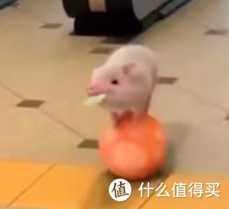 除猫狗以外的萌宠推荐，你会养哪个？