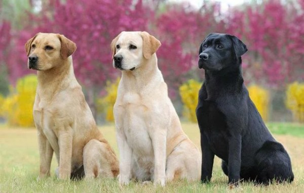 这 12 种著名的大型犬,知道 5 个以上,算你厉害