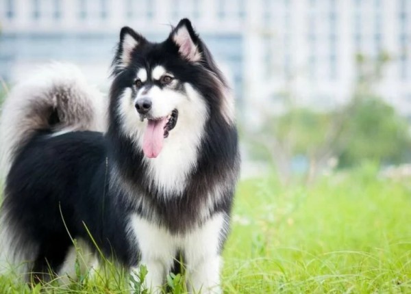 这 12 种著名的大型犬,知道 5 个以上,算你厉害