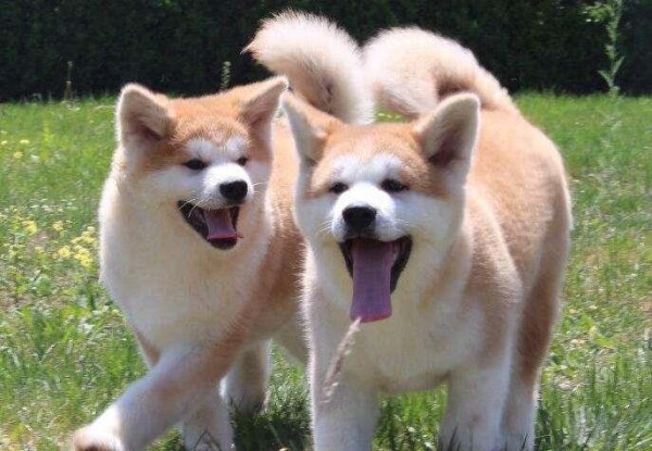 这 12 种著名的大型犬,知道 5 个以上,算你厉害
