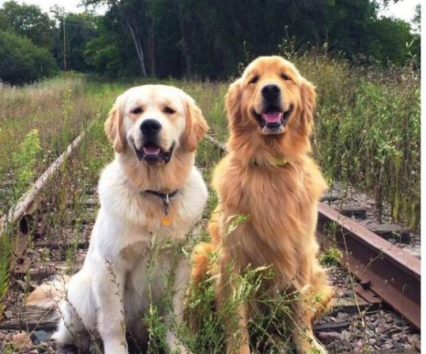 这 12 种著名的大型犬,知道 5 个以上,算你厉害