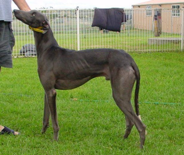 这 12 种著名的大型犬,知道 5 个以上,算你厉害