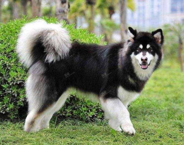 这 12 种著名的大型犬,知道 5 个以上,算你厉害