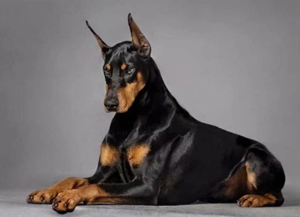 这 12 种著名的大型犬,知道 5 个以上,算你厉害