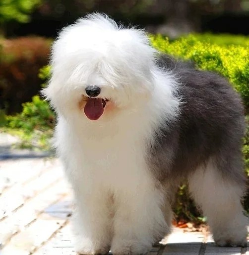 这 12 种著名的大型犬,知道 5 个以上,算你厉害