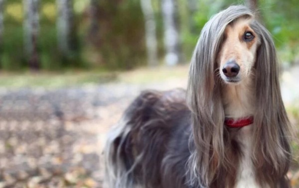 这 12 种著名的大型犬,知道 5 个以上,算你厉害