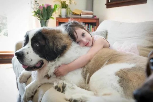 这 12 种著名的大型犬,知道 5 个以上,算你厉害