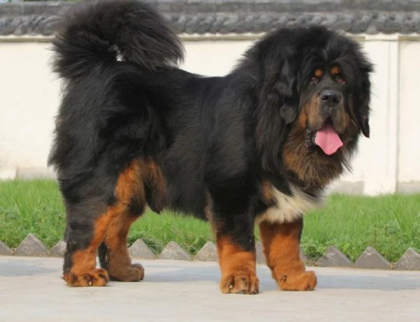 这 12 种著名的大型犬,知道 5 个以上,算你厉害