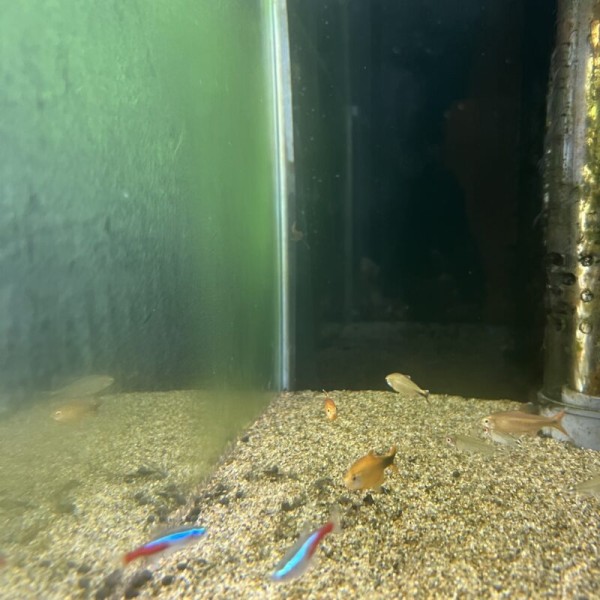 水槽のガラス面に緑苔が発生している
