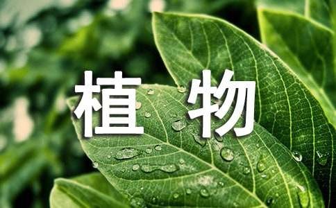 植物让生活更美好作文