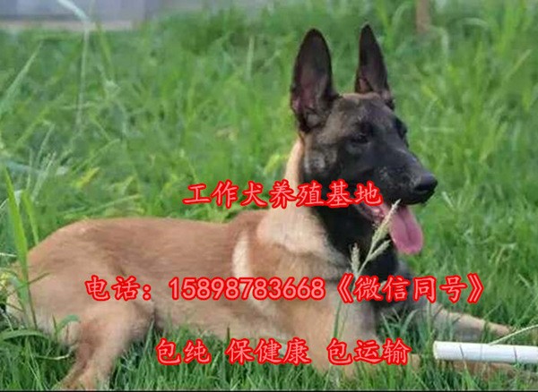 南昌哪里有卖马犬的（满意付款）