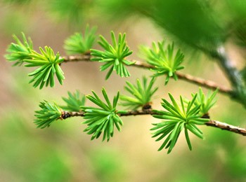 罗汉松的风水学应用