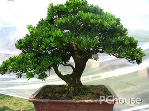 罗汉松对家居环境的影响