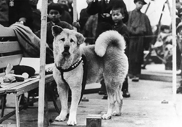 八公（日本秋田犬）