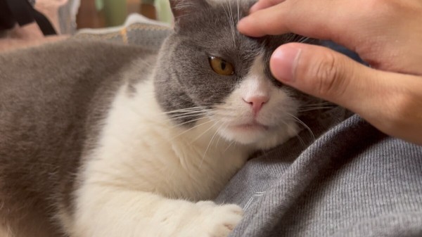 云养猫（网络亚文化）
