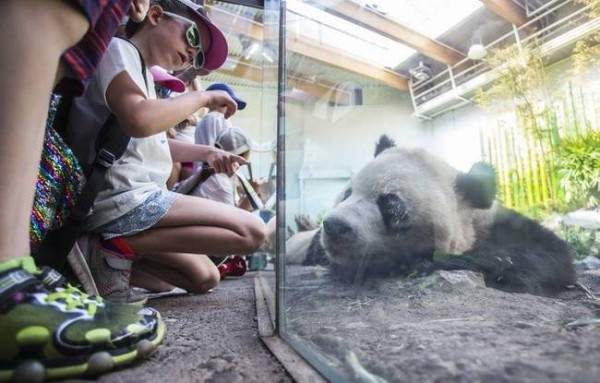 旅加大熊猫吃不到鲜竹将提前归国 网友：可怜的宝宝快回家吧！