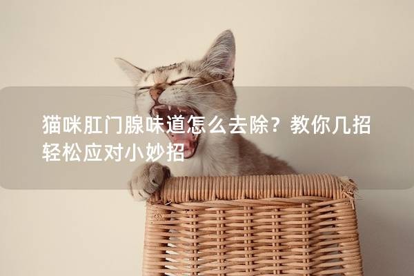 猫咪肛门腺味道怎么去除？教你几招轻松应对小妙招