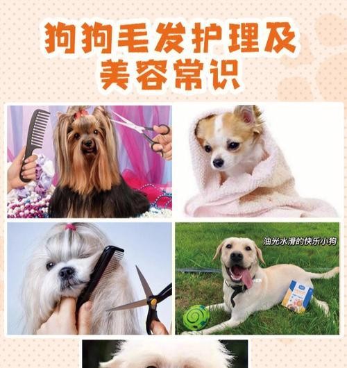 如何正确护理狗狗的毛发（日常毛发护理技巧分享，让宠物更健康）