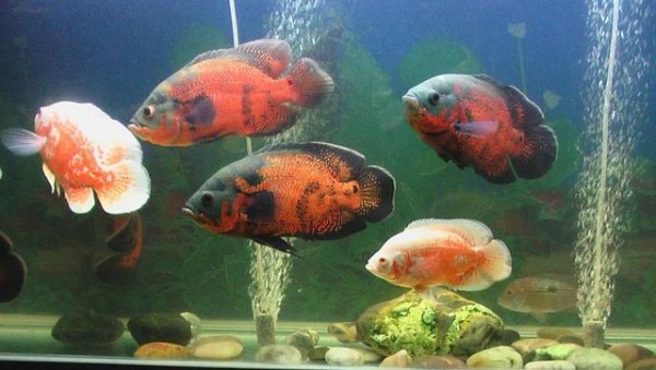 能把地图鱼养出病来养到拒食,确实是很不容易!