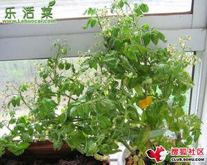 阳台种菜、种花全攻略 - 苍狼 - 苍 狼