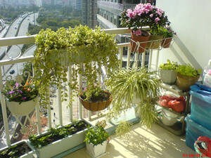阳台种菜、种花全攻略 - 苍狼 - 苍 狼