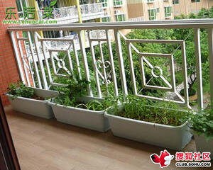 阳台种菜、种花全攻略 - 苍狼 - 苍 狼