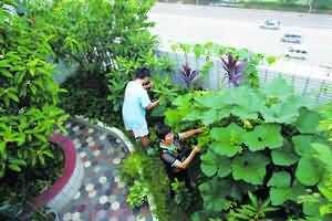阳台种菜、种花全攻略（转载） - hubao.an - hubao.an的博客
