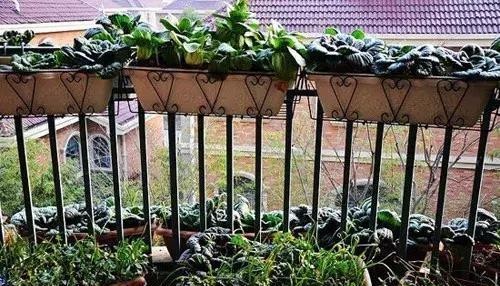 好看又好吃 16个阳台蔬菜种植案例