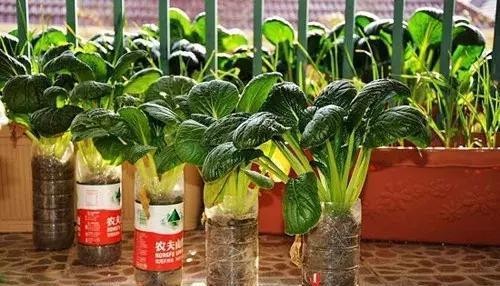 好看又好吃 16个阳台蔬菜种植案例