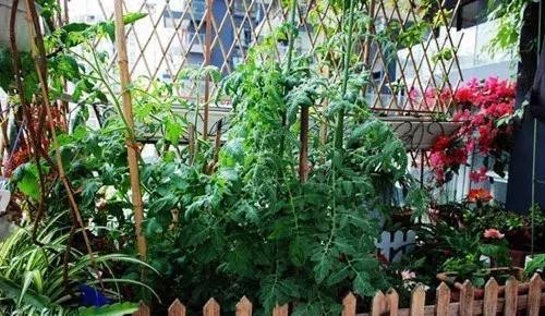 好看又好吃 16个阳台蔬菜种植案例