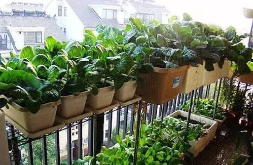 好看又好吃 16个阳台蔬菜种植案例