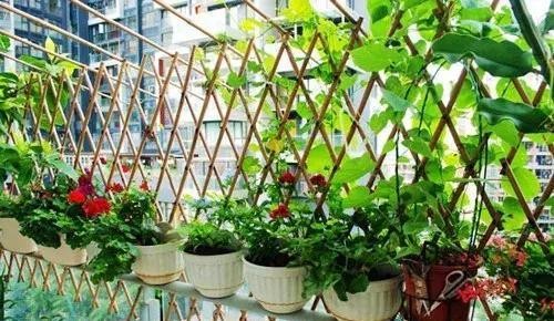 好看又好吃 16个阳台蔬菜种植案例
