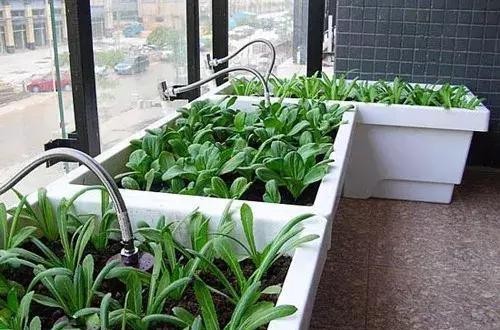 好看又好吃 16个阳台蔬菜种植案例