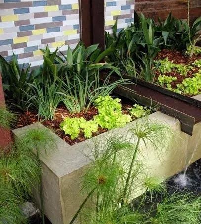 好看又好吃 16个阳台蔬菜种植案例