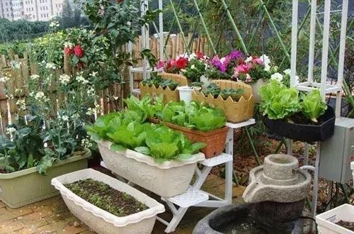好看又好吃 16个阳台蔬菜种植案例