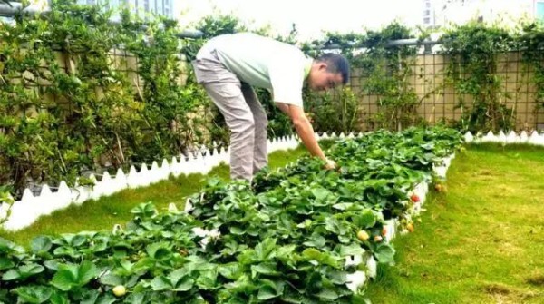 好看又好吃 16个阳台蔬菜种植案例