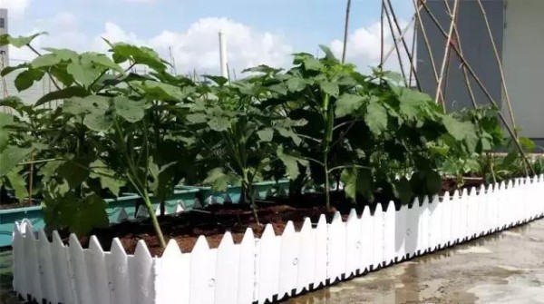 好看又好吃 16个阳台蔬菜种植案例