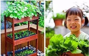 好看又好吃 16个阳台蔬菜种植案例