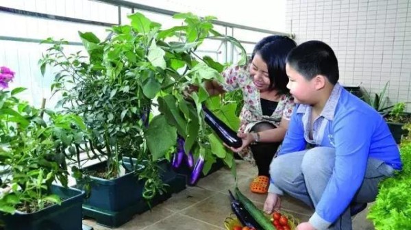 好看又好吃 16个阳台蔬菜种植案例