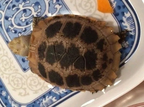 好看的错甲龟