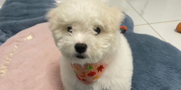 狗狗睡觉打嗝的原因和应对方法（宠物爱护小贴士，缓解狗狗打嗝的困扰）
