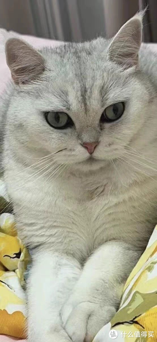 养猫小贴士:如何让你的猫咪健康快乐