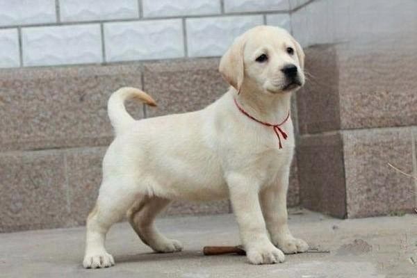 狗狗染色对狗狗有害吗