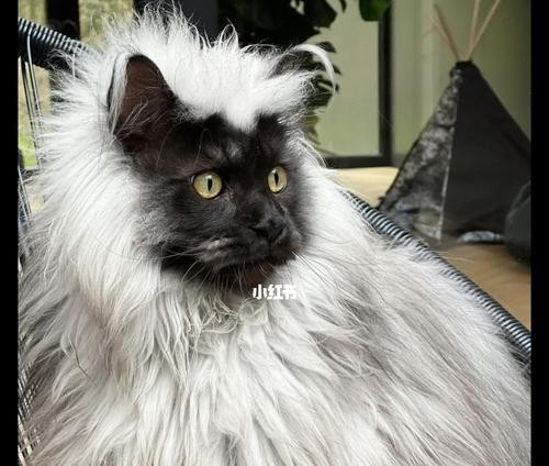 如何养护一只健康的缅因猫（从食物到环境，全面掌握缅因猫的饲养方法）
