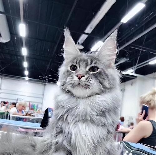如何养护一只健康的缅因猫（从食物到环境，全面掌握缅因猫的饲养方法）