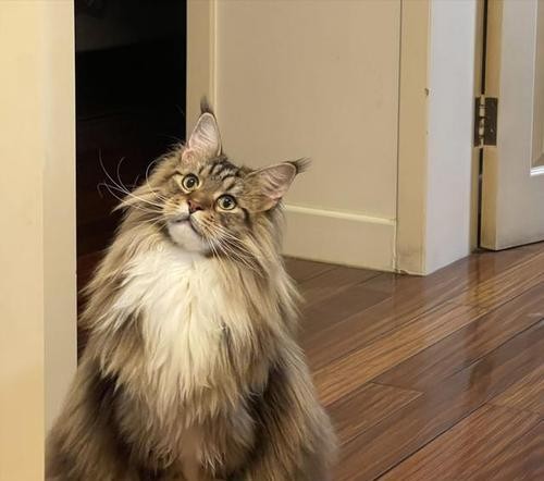 如何养护一只健康的缅因猫（从食物到环境，全面掌握缅因猫的饲养方法）