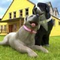 孕犬宠物护理