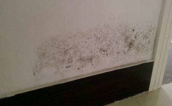 生活小妙招：快速处理家里墙壁发霉长斑