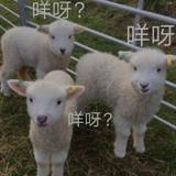 安静的咩咩